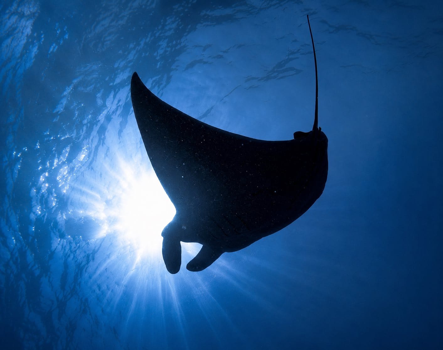 Manta ray silhouette in South Ari Atoll waters, near Maamigili