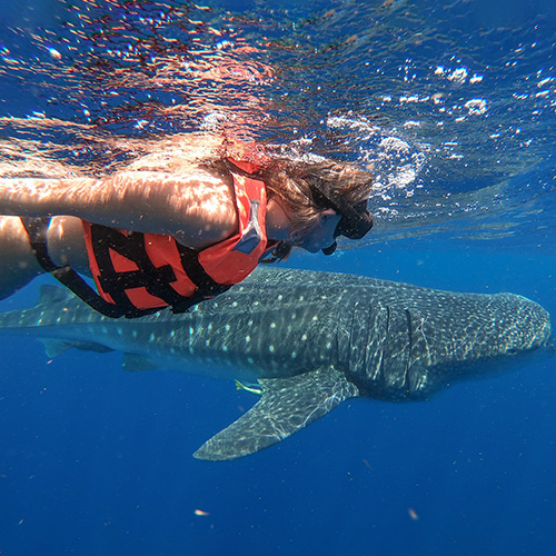 Swim With Whale Shark