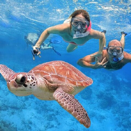 Turtle Snorkeling